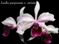 /album/fotogalerie-laelia-purpurata/l-purpurata-var-striata-jpg/